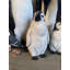 Statue de jeune pingouin