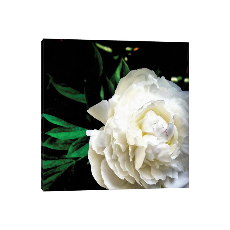 White Peony by Michelle Calkins - Wrapped Canvas Print, 30.48 cm H x 30.48 cm W