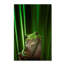 « green grenouille », reproduction d’impression sur toile tendue-23534613