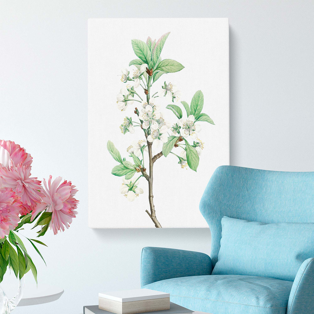 Plum Tree Flowers by Pierre-Joseph Redoute - Wrapped Canvas
