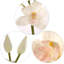 Tige en cymbidium de 30 po de hauteur avec 10 fleurs-680927684-680988162