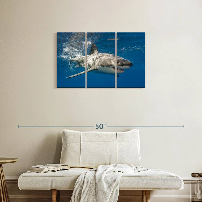 Requin, H 20 po x l 33 po