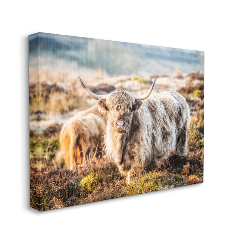 Pleasant Highland, bovins qui paissent dans les pâturages moussus à l'aube par James Dobson - photographie, Toile tendue