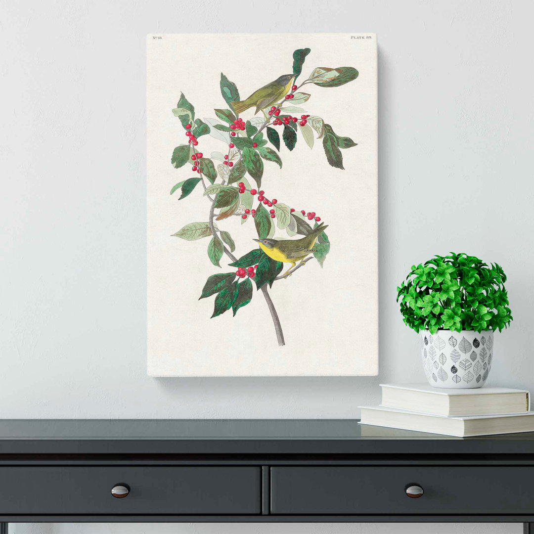 Nashville Warbler Birds by John Audubon - Wrapped Canvas