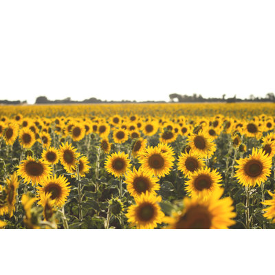«Sunflowers Field» par Jessicahyde - photographie sur toile tendue