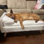 Casheena Orthopedic Fleece Pet Bed-1267820615