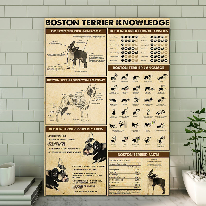 Toile tendue Boston Terrier 2 avec connaissances - décor animal de compagnie, noir et beige, H 36 po x l 24 po x P 2 po