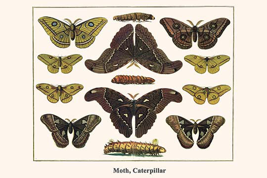 « moth caterpillar » par alberni seba-impression d’art graphique, H 28 po x l 42 po x P 1,5 po