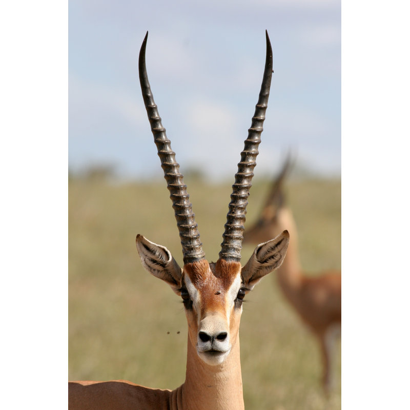 Grant Gazelle - Photographie sur toile tendue, L 12 po x H 18 po