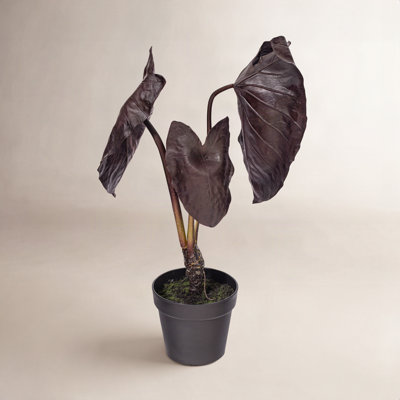 28" Alocasia Black Magic Potted Plant.
