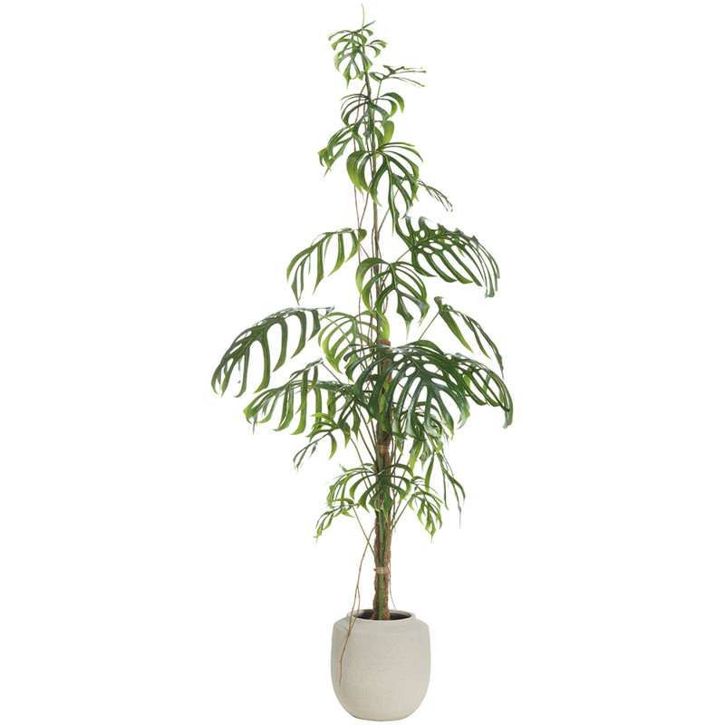 Jardinière en terre cuite 100 po H x 36 po x l 44 po Monstera