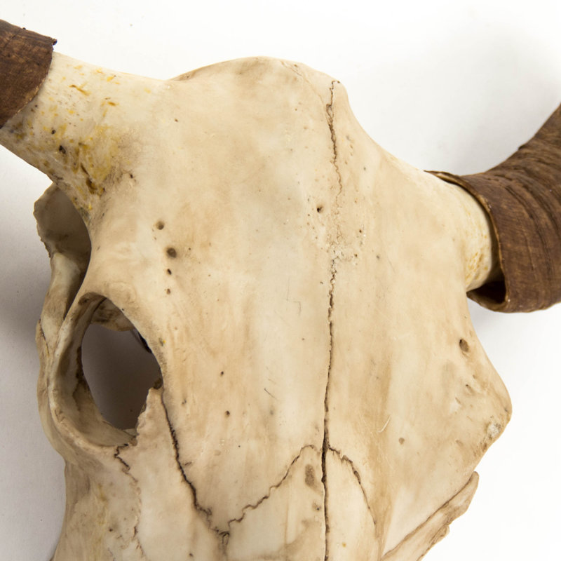 Zentique Bull Skull Wall Decor - Thumbnail 2