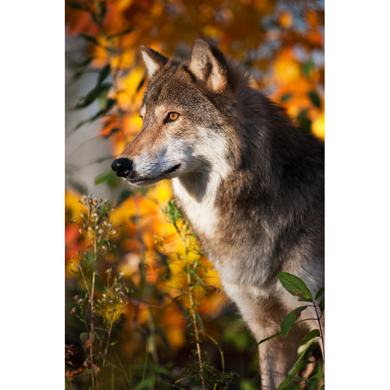 Beau loup gris par Jimkruger, H 30 po x l 20 po