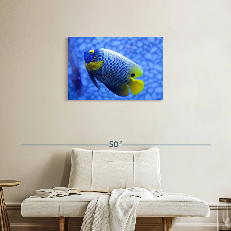 Angelfish bleu corail Brampt, H 20 po x l 30 po