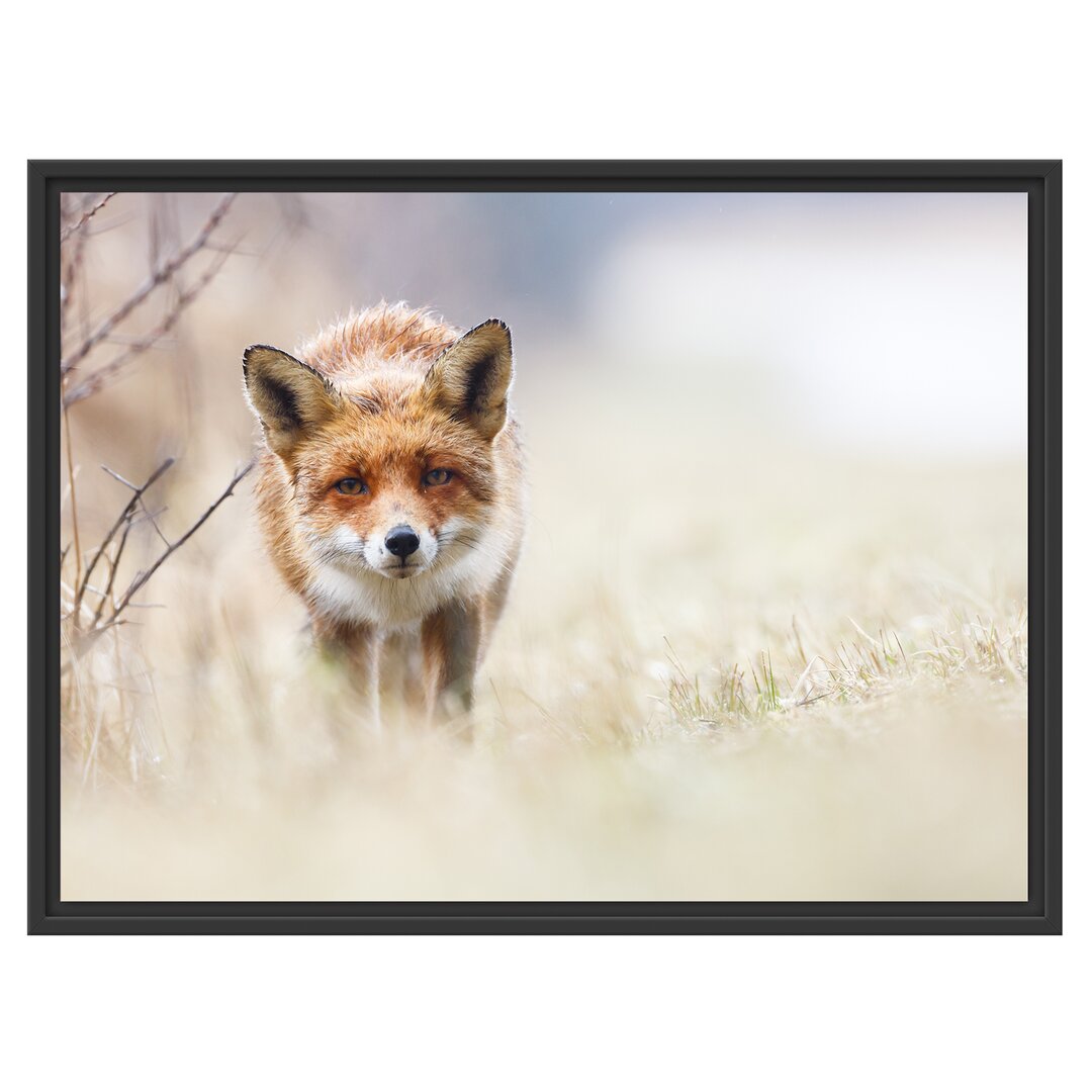 Gerahmtes Wandbild Schleichender fuchs