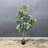 72 " H Faux Magnolia Tree in Plastic Pot