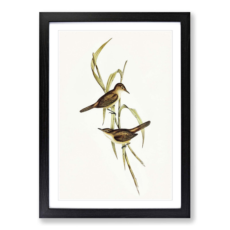 Long-Billed Reed Warbler by Elizabeth Gould - Picture Frame Painting Print, 48cm H x 36cm W x 2cm D, Black Framed
