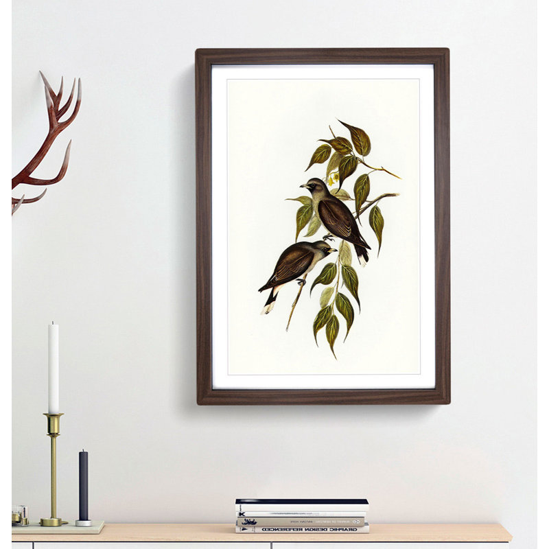 White-Vented Woodswallows by Elizabeth Gould - Picture Frame Painting Print, 65cm H x 48cm W x 2cm D, Walnut Framed