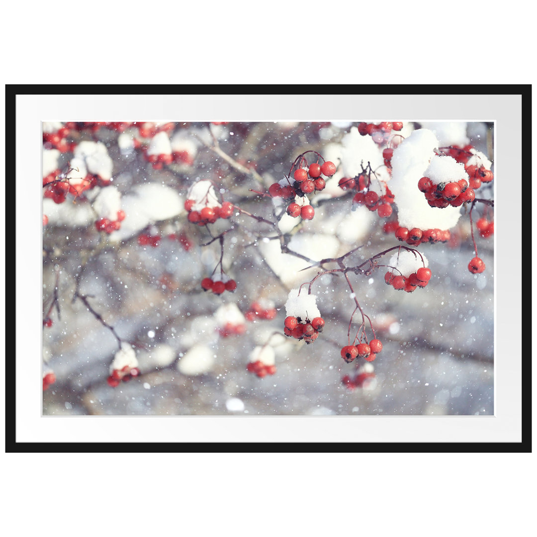 Gerahmtes Poster Vogelbeeren mit Schnee bedeckt