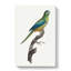 Ground Parakeet by F. Levaillant - Wrapped Canvas Painting-55360139