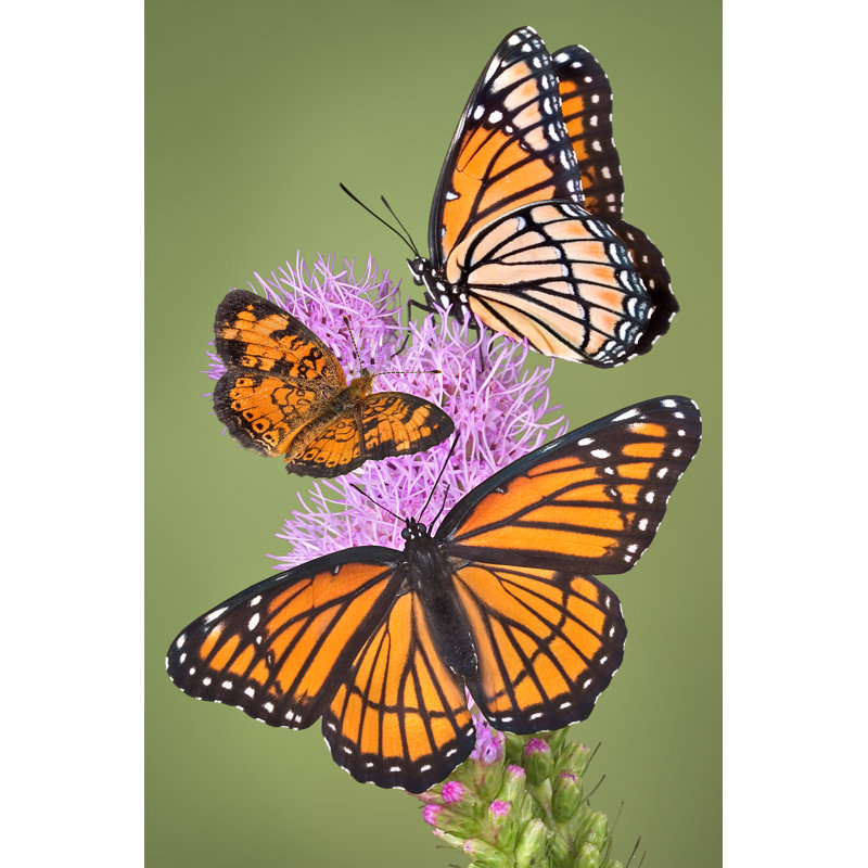 Houdemont Butterflies by Cathykeifer - Wrapped Canvas Print, 30cm H x 20cm W x 3.8cm D