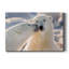 Ours polaire - photographie sur toile tendue-499074757