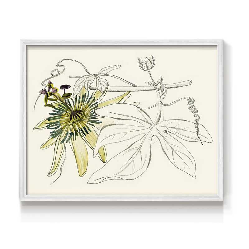 Passiflore I - reproduction encadrée - réarmable, H 16 po x l 20 po, Blanc