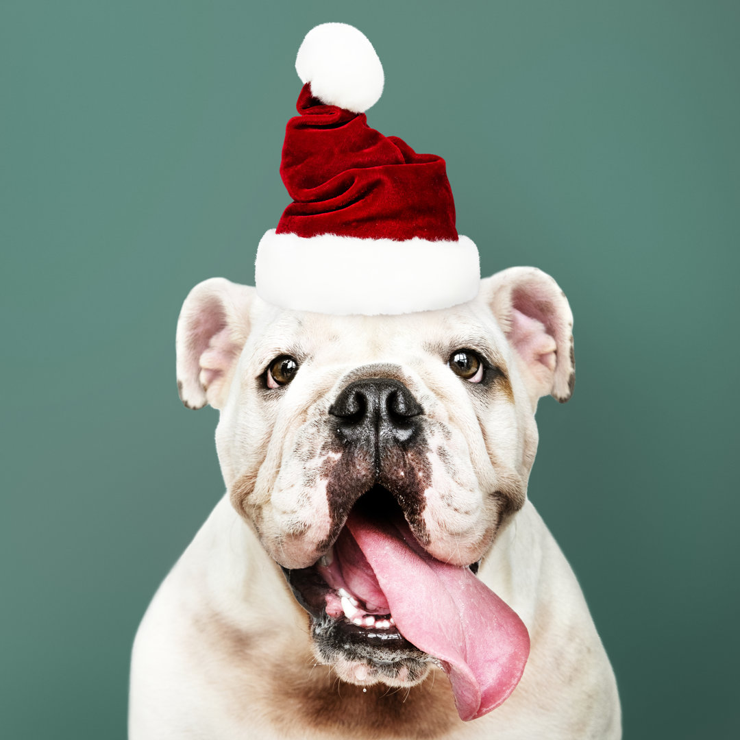 Leinwandbild Portrait eines süßen Bulldoggenwelpen mit Weihnachtsmannmütze