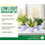 Live Low Light Houseplant Set-109179382