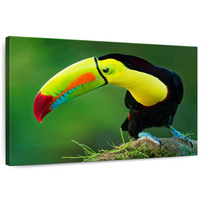 Brampt Sulfur Breasted Toucan