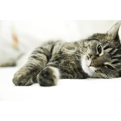 Tabby Cat Lying by Graphixel