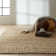 Riverstone Wool Area Rug in Brown