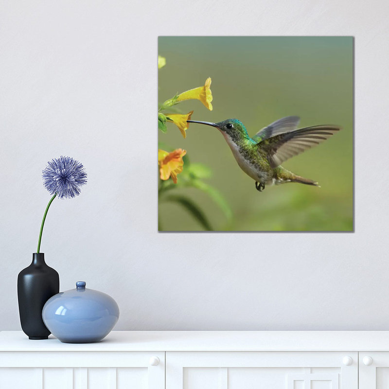 Andean Emerald Hummingbird Feeding On A Yellow Flower, Ecuador by Tim Fitzharris - Wrapped Canvas Print