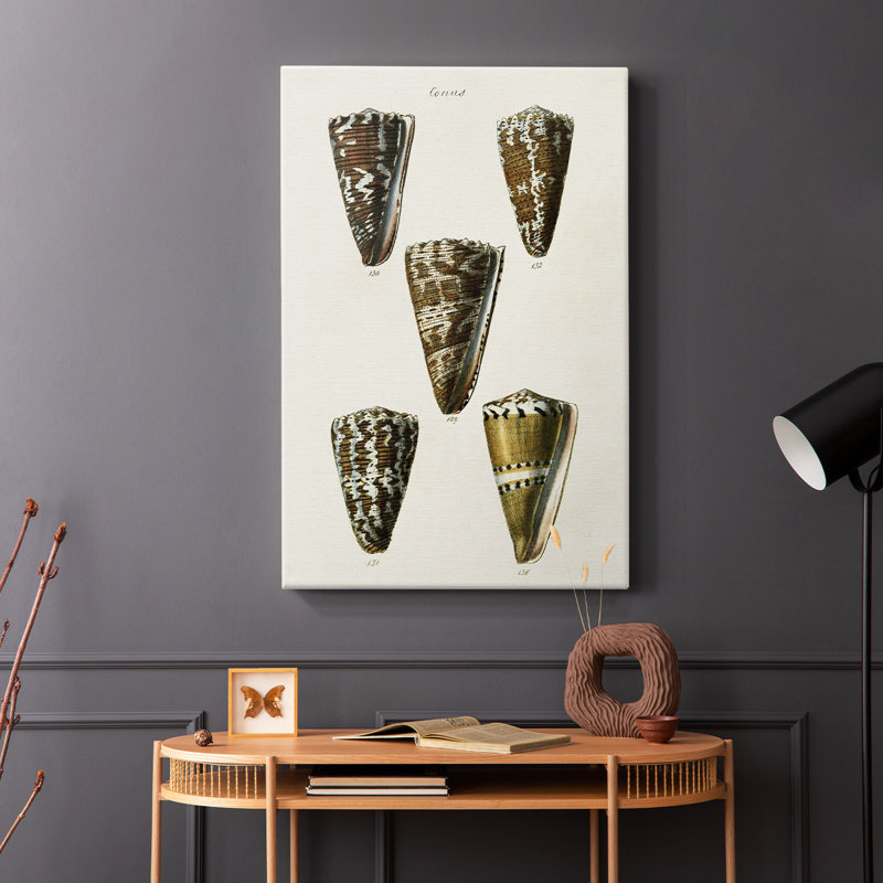 Collection Cone Shell V - Cavas enveloppés de galerie, H 27 po x l 18 po