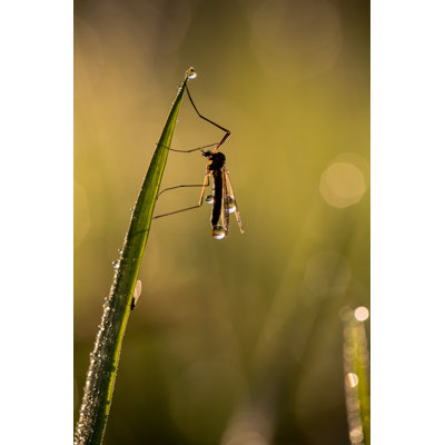 Madelline Mosquito - Wrapped Canvas Print