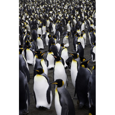 Penguins by Mlenny - Wrapped Canvas Print