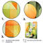 Vert et jaune motif de melon d'eau 3 - Melon, art mural-370235309