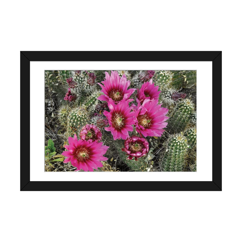 Hérisson cactus en fleurs, Arizona par Tim Fitzharris - impression sur toile tendue, H 16 po x l 24 po x P 1 po, Blanc