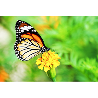 Mackenley Monarch Butterfly - Wrapped Canvas Print