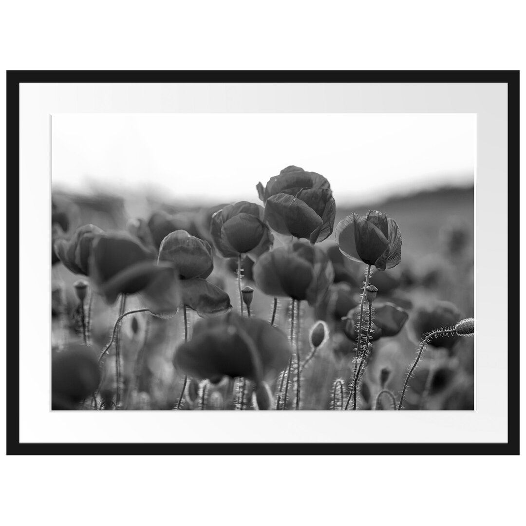 Gerahmtes Poster Feuriger Mohn