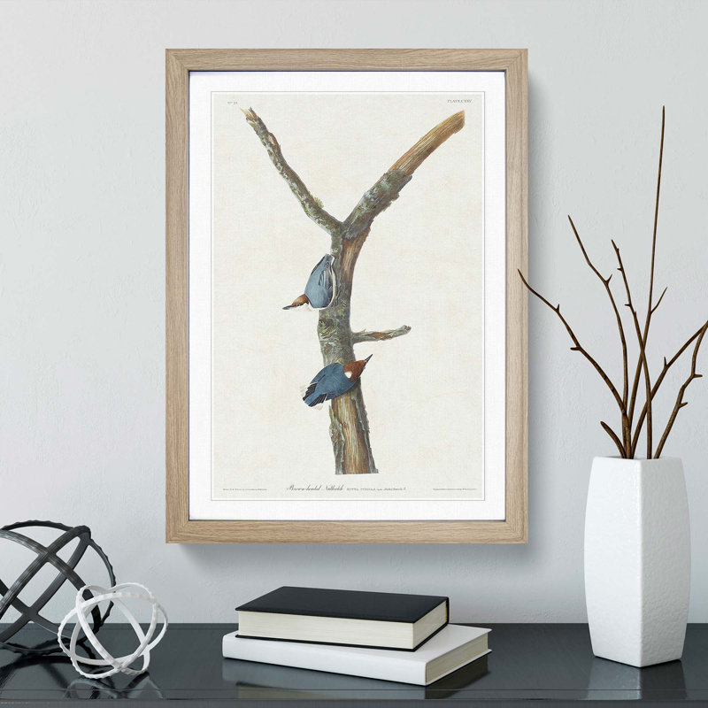 Brown Headed Nuthatch Birds by John Audubon - Picture Frame Painting Print, 65cm H x 48cm W x 2cm D, Oak Framed