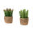 Artificial Succulent In Cement Pot