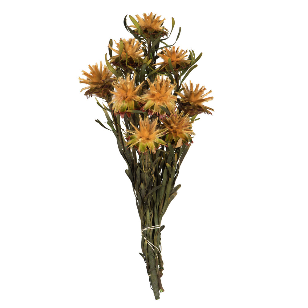 Plumosum Stems, Gold