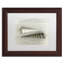 Cadre photo « sea escargot shells », reproduction de photo sur toile-32709852-32709856