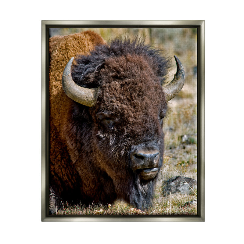 «Stupell Industries Bison Resting», art mural sur toile par Dennis Frates, H 21 po x l 17 po x P 1,7 po