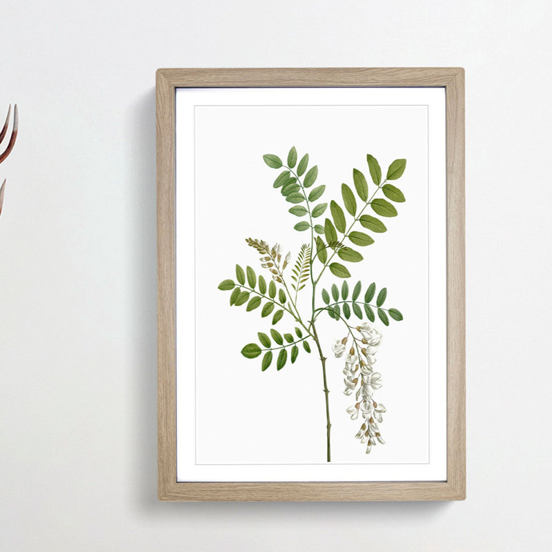 Acacia Tree Flowers by Pierre-Joseph Redoute - Single Picture Frame Painting, 63cm H x 45cm W x 2cm D, Oak Framed