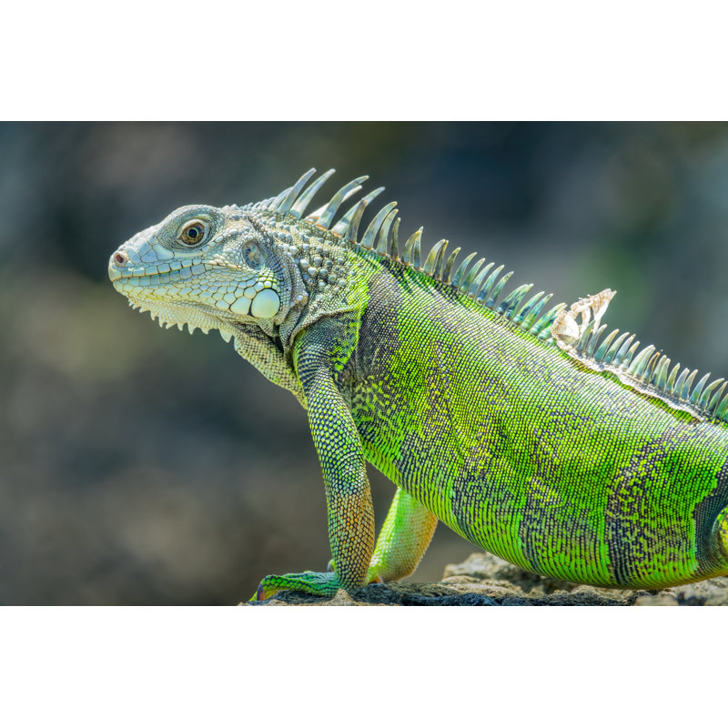 Iguana Wildlife by Benedek - Wrapped Canvas Print, 30cm H x 46cm W