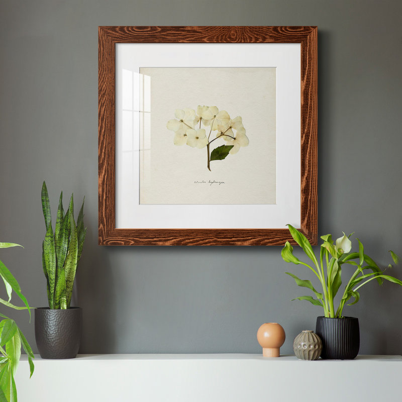 «Cornales Hydrangea II», reproduction encadrée de qualité supérieure - prête à être accrochée, Papier encadré érable, Blanc