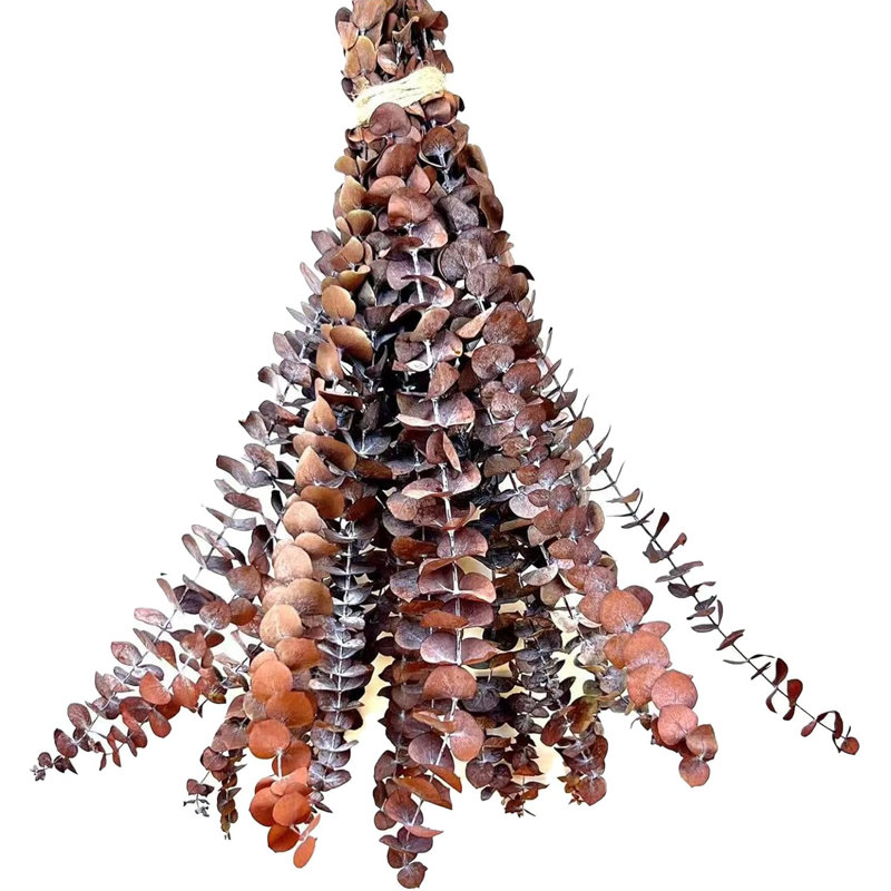 20 pièces de tiges d'eucalyptus séchées orange
