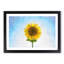 Yellow Sunflower Catching Rays - Picture Frame Painting Print-56739450-56739453